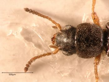 Media type: image;   Entomology 36152 Aspect: head dorsal view